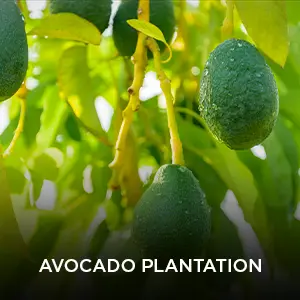 Avenue-Plantation.webp