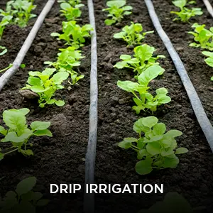 drip-irrigation.webp