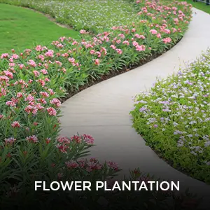 flower-plantation.webp