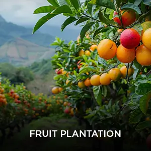 fruit-plantation.webp
